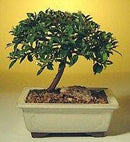 Flowering Brush Cherry Bonsai Tree