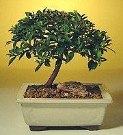 Wonderful Cherry Bonsai Trees for Sale - Green Bonsai