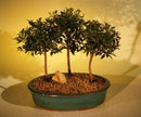 Flowering Brush Cherry Bonsai Tree Three (3) Tree Forest Group (eugenia myrtifolia)