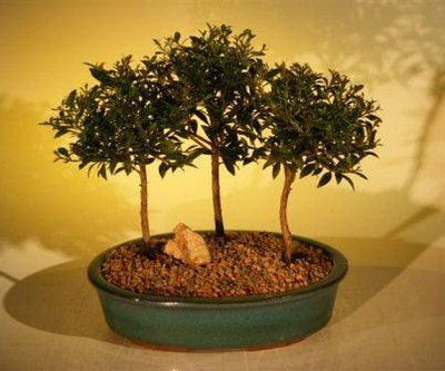 brush cherry bonsai tree Flowering Brush Cherry Bonsai Tree Three (3) Tree Forest
