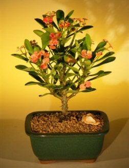 Flowering Crown of Thorns Bonsai Tree - Red / Salmon (euphorbia milii)