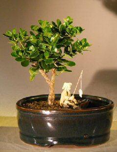 Flowering Dwarf Plum Bonsai Tree Land/Water Pot - Small (carissa macrocarpa)