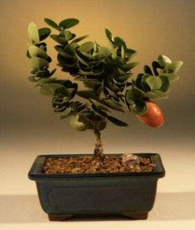 Flowering Dwarf Plum bonsai tree