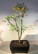 Flowering Dwarf Sweet Acacia Bonsai Tree (acacia farnesiana)