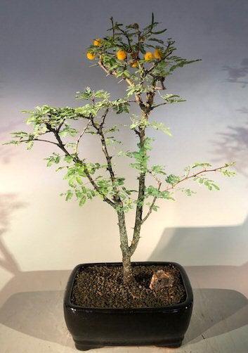 Flowering Dwarf Sweet Acacia Bonsai Tree (acacia farnesiana)
