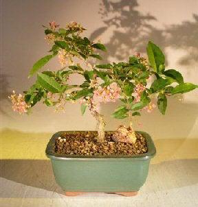Flowering Dwarf Weeping Barbados Cherry Bonsai Tree - Medium (Malpighia Pendiculata)