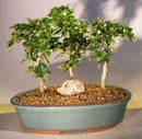 Flowering Fukien Tea Bonsai Tree Three Tree Forest Group (ehretia microphylla)
