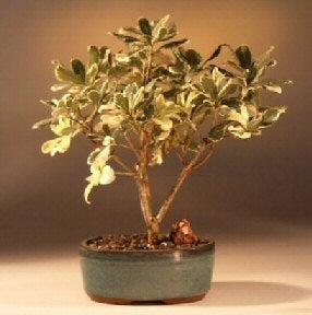 Flowering Japanese Mock Orange Bonsai Tree - Variegated (pittosporum tobira variegata)