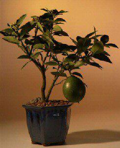 hedera indoor plant Hedera helix variegated (common ivy) | For Sale