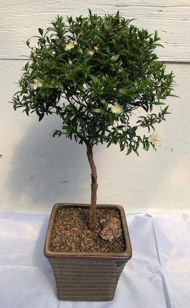 Flowering Myrtle Bonsai Tree - Large Upright Broom Style (myrtus communis 'compacta')