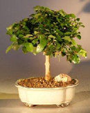 Flowering Parrot's Beak - Medium (gmelina philippensis)