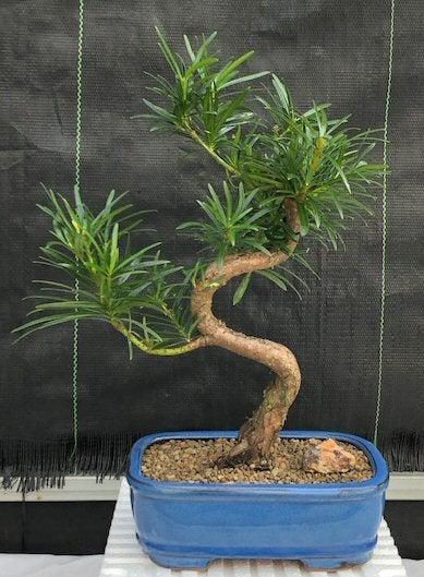 Flowering Podocarpus Bonsai Tree "curved" - Medium (podocarpus macrophyllus)