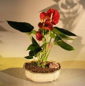 Flowering Red Anthurium ("small talk") Bonsai Tree (anthurium andraeanum)