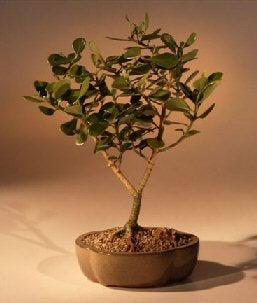 Flowering Tropical Dwarf Apple Bonsai Tree - Large (clusia rosea 'nana')