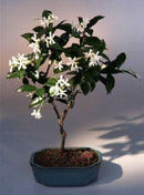 Flowering White Jasmine (trachelospermum jasminoides)