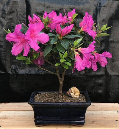 Flowering Tropical Purple Formosa Azalea Bonsai Tree