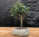 Flowering Brush Cherry Bonsai Tree