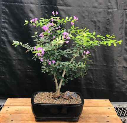 Flowering Desmodium Bonsai Tree