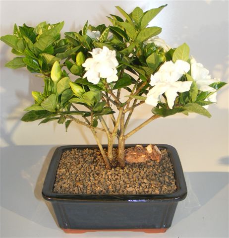 Flowering Gardenia Bonsai Tree Multi Trunk Style