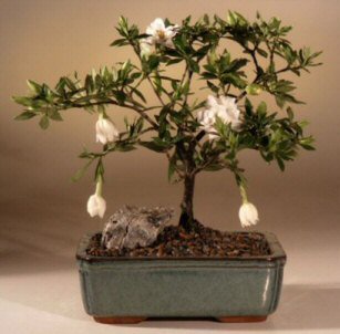 Flowering Gardenia Bonsai Tree