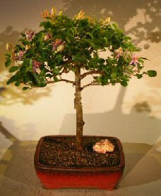 Flowering Lavender Bonsai Tree