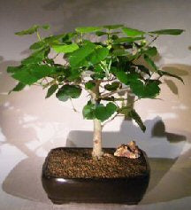 Hibiscus Bonsai Tree