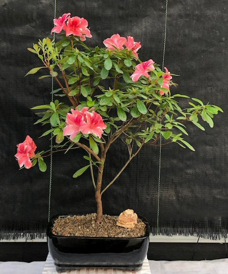 Flowering Tropical Azalea Bonsai Tree