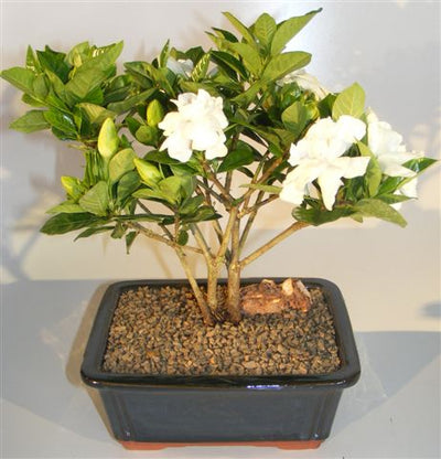 gardenia bonsai potted plant Flowering Gardenia Bonsai Tree