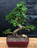 Fukien Tea Bonsai Tree