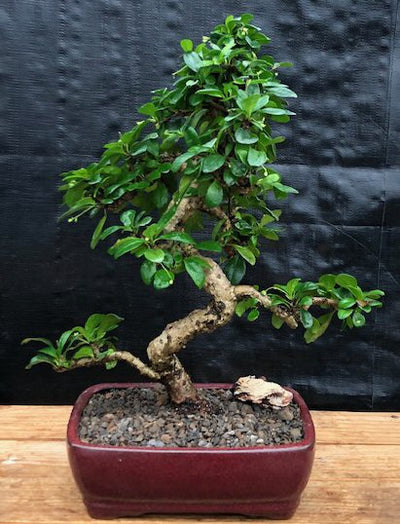 indoor bonsai tree for sale Fukien Tea Flowering Bonsai Tree
