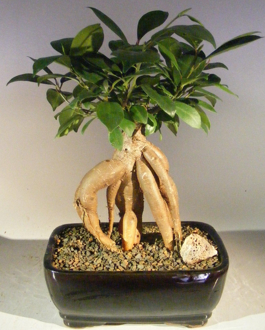 snow rose ginseng ficus money tree Ginseng Ficus Bonsai Tree