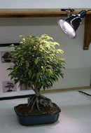 Grow Light Kit - 32 Watt Full Daylight Spectrum (fluorescent grow light 150 watt equivalent)