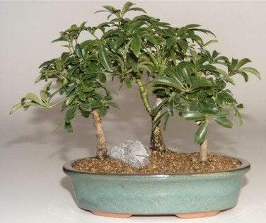 Bonsai Forest For Sale | Green Bonsai