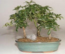 Hawaiian Umbrella Bonsai Tree 3 Tree Forest Group (Arboricola Schefflera 'Luseanne')