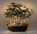 Hawaiian Umbrella Bonsai Tree Five Tree Forest Group (arboricola schefflera 'luseanne')
