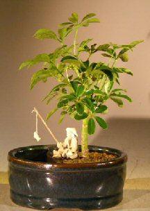Hawaiian Umbrella Bonsai Tree Land/Water Pot - Small (arboricola schefflera 'luseanne')