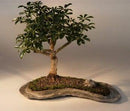 Hawaiian Umbrella Bonsai Tree on a Rock Slab (arboricola schefflera 'luseanne')