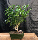 Hawaiian Umbrella Bonsai Tree Coiled Trunk Style