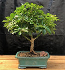 Hawaiian Umbrella Bonsai Tree