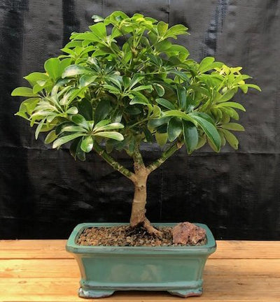 hawaiian umbrella schefflera arboricola Hawaiian Umbrella Bonsai Tree