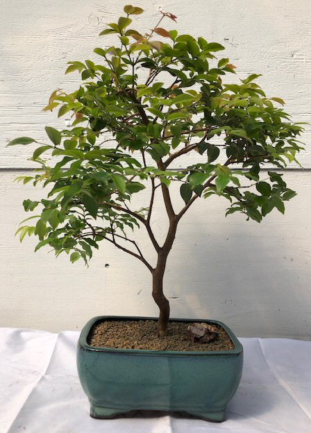 Jaboticaba Bonsai Tree