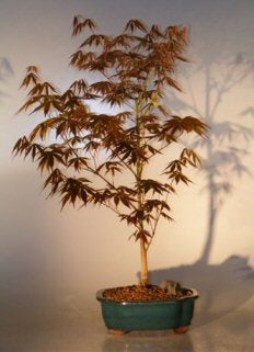 Japanese Red Maple Bonsai Tree