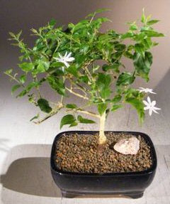Jasmine Bonsai Tree