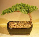 Juniper Bonsai Tree Complete Starter Kit