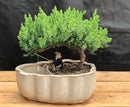 Juniper Bonsai Tree