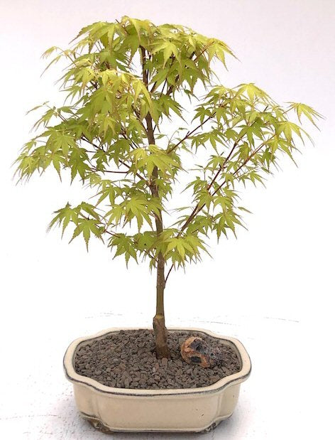 Katsura Maple Bonsai Tree