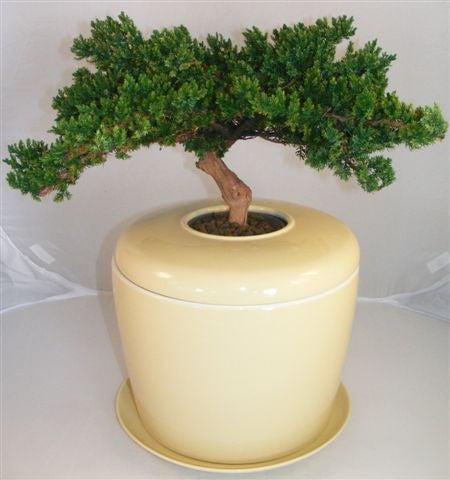 Monterey Juniper Preserved Bonsai Tree (Not a Living Tree) and Porcelain Ceramic Cremation Urn with Matching Humidity / Drip Tray