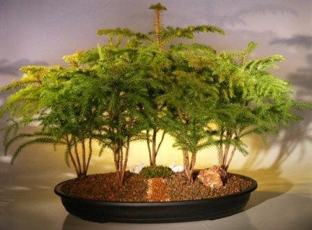 Norfolk Island Pine Bonsai Tree Forest Five Cluster Planting (araucaria heterophila)