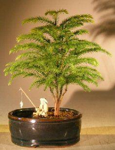 Norfolk Island Pine Bonsai Tree Land/Water Pot - Small (Araucaria Heterophila)