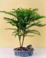 Norfolk Island Pine Bonsai Tree - Medium (Araucaria Heterophila)